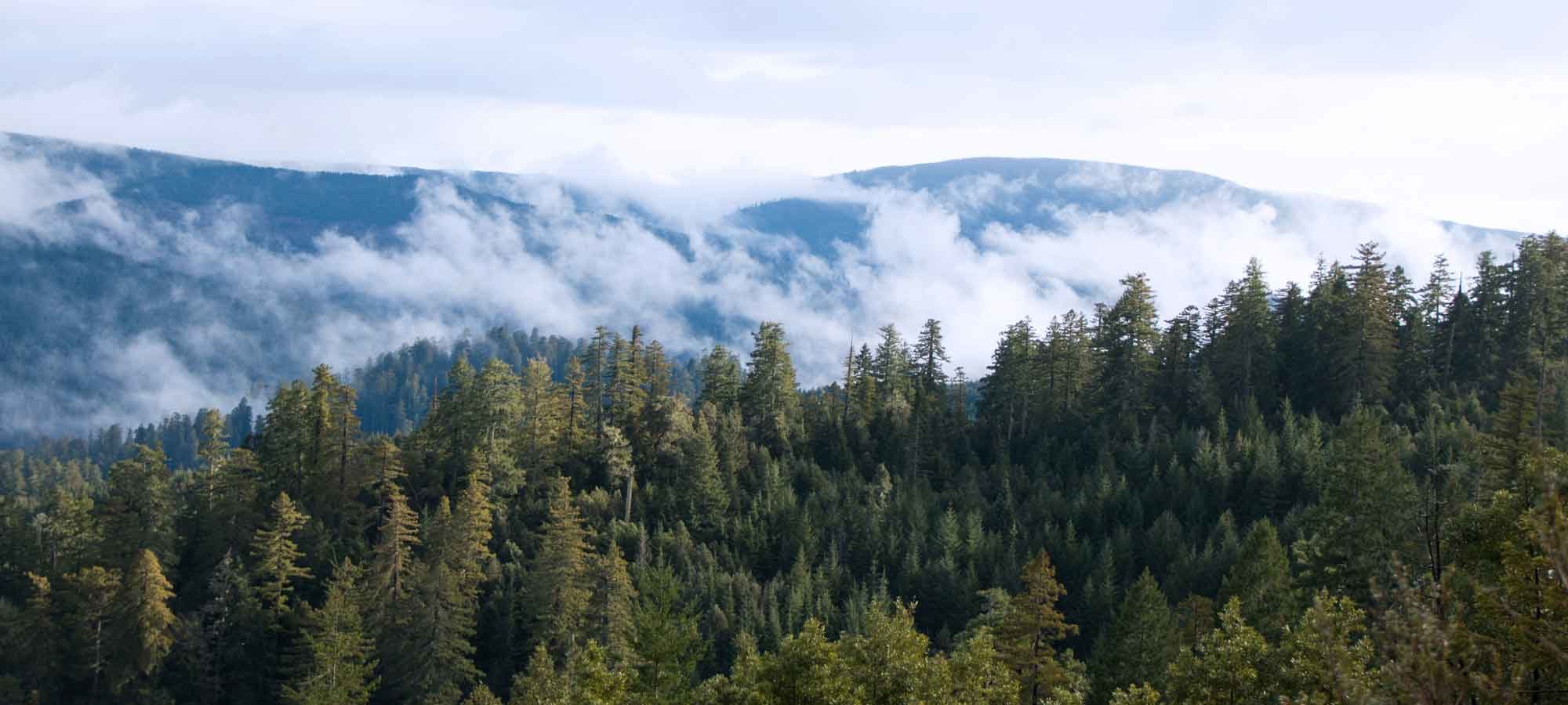 Valley view with redwoods in the fog